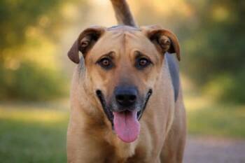 German Shepherd Dog and Mixed Breed Dogs Available for Adoption - Sarge | PetCurious