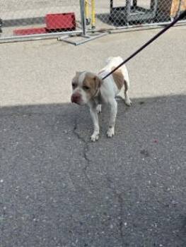 Pit Bull Terrier Dogs Available for Adoption in Stockton, California - MELMAN | PetCurious