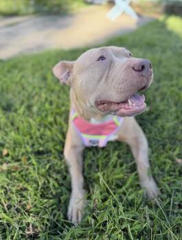 STEVIE NICKS -  Pit Bull Terrier Dog for Adoption in Branford, Connecticut - STEVIE NICKS | PetCurious
