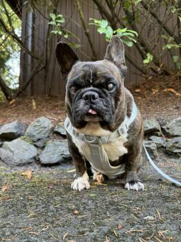 Rescue Bulldog Dogs for Adoption in Puyallup, Washington - Tigo | PetCurious