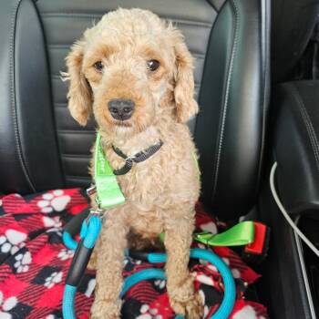 Valentina -  Miniature Poodle Dog for Adoption in Sinking Spring, Pennsylvania - Valentina | PetCurious