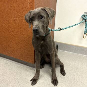 Rescue Weimaraner and Mixed Breed Dogs for Adoption in Rancho Cucamonga, California - UNKNOWN | PetCurious
