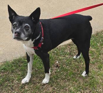 Boston Terrier and Rat Terrier Dogs Available for Adoption - Izzy | PetCurious
