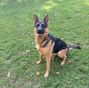 Seaba -  German Shepherd Dog Dog for Adoption - Seaba | PetCurious