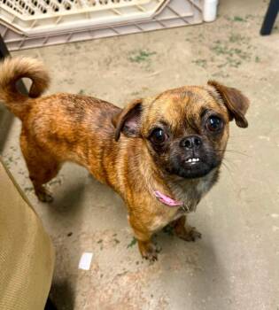 Liliana -  Chihuahua and Pug Dog for Adoption in Silsbee, Texas - Liliana | PetCurious