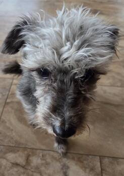 Poodle and Mixed Breed Dogs Available for Adoption - Bellatrix  | PetCurious