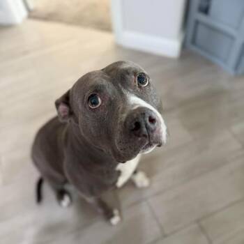 Rosie GIrl -  Pit Bull Terrier Dog for Adoption in Dallas, Texas - Rosie GIrl | PetCurious