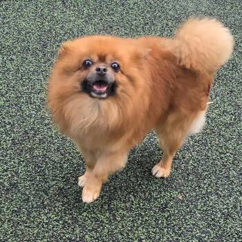 Henry *I am bonded with Oreo* -  Pomeranian Dog for Adoption in Wappingers Falls, New York - Henry *I Am Bonded With Oreo* | PetCurious