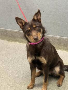 Australian Cattle Dog Blue Heeler and Mixed Breed Dogs Available for Adoption - MOCHA | PetCurious