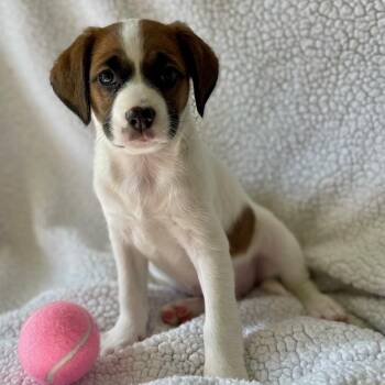 Rescue Mixed Breed Dogs for Adoption in Richmond, Virginia - Peanut | PetCurious