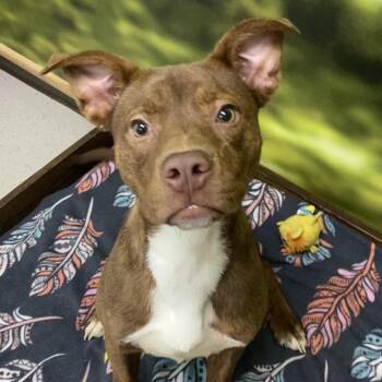 Brownie -  Mixed Breed Dog for Adoption in Auburn, New Hampshire - Brownie | PetCurious