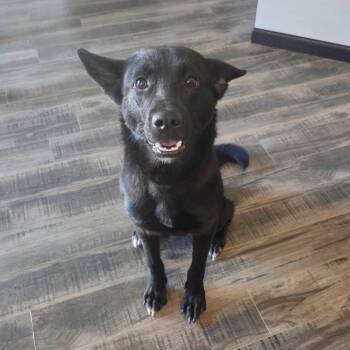 Border Collie Dogs Available for Adoption in Fargo, North Dakota - Fable | PetCurious