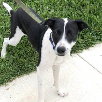 Terrier and Labrador Retriever Dogs Available for Adoption in Conroe, Texas - Candy (Julia) | PetCurious