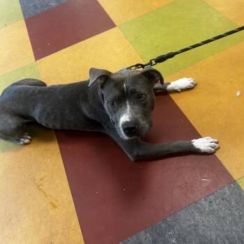 Divine -  Mixed Breed Dog for Adoption in Philadelphia, Pennsylvania - Divine | PetCurious