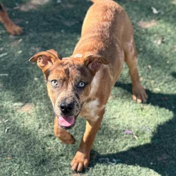 Catahoula Leopard Dog and Rottweiler Dogs Available for Adoption in Phoenix, Arizona - Melanie | PetCurious