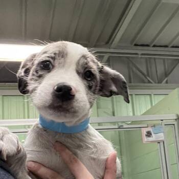 CeeCee -  Mixed Breed Dog for Adoption in Dekalb, Illinois - CeeCee | PetCurious