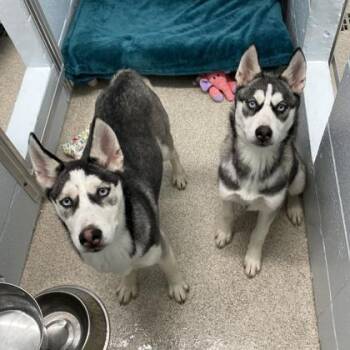 Siberian Husky Dogs Available for Adoption in Wheaton, Illinois - Ann Perkins | PetCurious