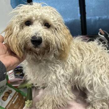 Rescue Poodle Dogs for Adoption in Larkfield-wikiup, California - Paco | PetCurious