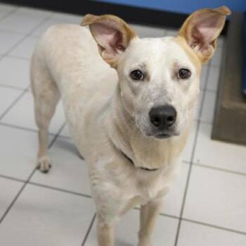 Rescue Fox Terrier and Mixed Breed Dogs for Adoption in Bowling Green, Kentucky - Patches | PetCurious