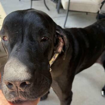 Rescue Great Dane and Mastiff Dogs for Adoption in Mesa, Arizona - Paradise Valley | PetCurious