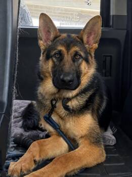 Tango -  German Shepherd Dog Dog for Adoption in Seattle, Washington - Tango | PetCurious