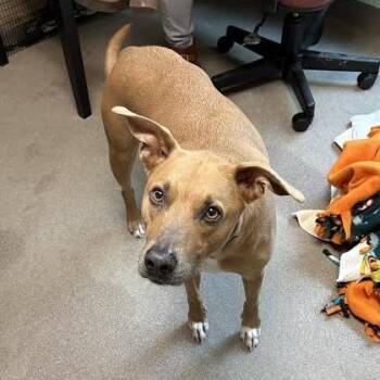 Terrier and Mixed Breed Dogs Available for Adoption in South Elgin, Illinois - Everett | PetCurious