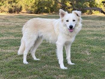 Skye -  Border Collie and American Eskimo Dog Dog for Adoption in Boerne, Texas - Skye | PetCurious