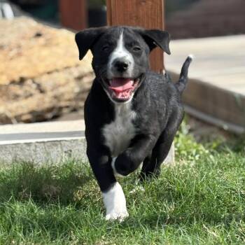 Terrier and Australian Cattle Dog Blue Heeler Dogs Available for Adoption in San Antonio, Texas - Sanji | PetCurious