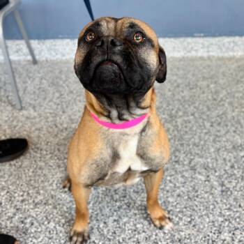 Pug and Mixed Breed Dogs Available for Adoption - Tyson | PetCurious