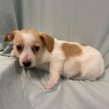 Salsa -  Mixed Breed Dog for Adoption in Canal Winchester, Ohio - Salsa | PetCurious