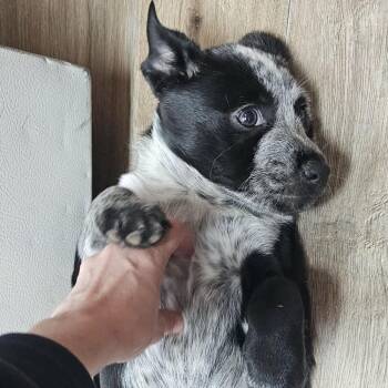 Graham -  Australian Cattle Dog Blue Heeler Dog for Adoption in Idaho Falls, Idaho - Graham | PetCurious