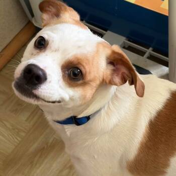 Ty -  Jack Russell Terrier Dog for Adoption in Washington, Pennsylvania - Ty | PetCurious