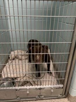 Bashful -  Pit Bull Terrier and Mixed Breed Dog for Adoption in Fishers, Indiana - Bashful | PetCurious