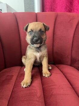 Cattle Dog and German Shepherd Dog Dogs Available for Adoption in West Hollywood, California - Dolly Parton | PetCurious