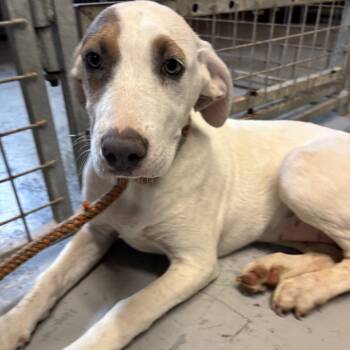 Backflip -  Mixed Breed Dog for Adoption in Moab, Utah - Backflip | PetCurious