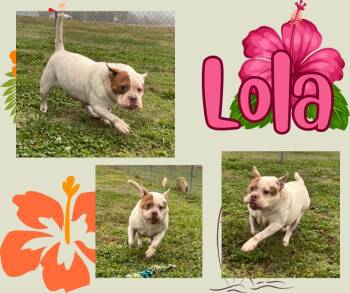 Rescue Pit Bull Terrier Dogs for Adoption in Hopkinsville, Kentucky - Lola | PetCurious