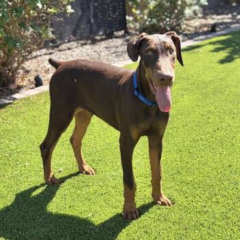 Hutch -  Doberman Pinscher Dog for Adoption in Phoenix, Arizona - Hutch | PetCurious