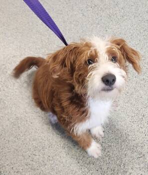 Red -  Goldendoodle Dog for Adoption in Zimmerman, Minnesota - Red | PetCurious