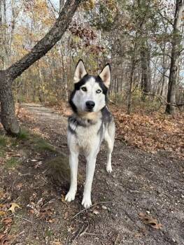 Rescue Siberian Husky Dogs for Adoption in Peconic, New York - Maverick | PetCurious