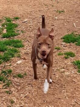 Mixed Breed Dogs Available for Adoption in Chamblee, Georgia - Dash- IN FOSTER | PetCurious