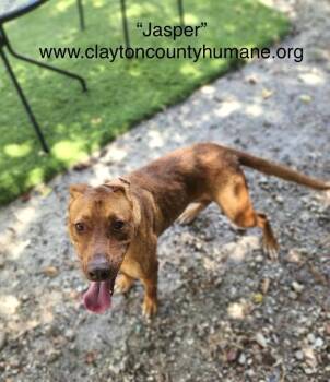 Rescue Rhodesian Ridgeback and Labrador Retriever Dogs for Adoption in Locust Grove, Georgia - Jasper | PetCurious
