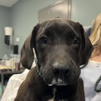 Rescue Black Labrador Retriever Dogs for Adoption in Greenville, South Carolina - Pesto | PetCurious