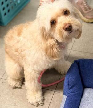 Honey -  Cavalier King Charles Spaniel and Poodle Dog for Adoption in Hobart, Indiana - Honey | PetCurious