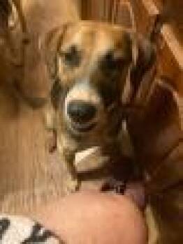 Rescue German Shepherd Dog and Beagle Dogs for Adoption in Ruston, Louisiana - Houdini | PetCurious