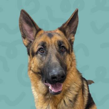 German Shepherd Dog Dogs Available for Adoption in Reno, Nevada - Doc | PetCurious