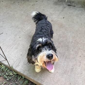 Blueberry (Grace) -  Mixed Breed Dog for Adoption in Greensboro, North Carolina - Blueberry (Grace) | PetCurious
