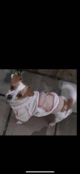 Rescue Chihuahua and Miniature Dachshund Dogs for Adoption in New Haven, Connecticut - Velma | PetCurious