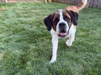 FRANKIE -  Saint Bernard and Mixed Breed Dog for Adoption in Omaha, Nebraska - FRANKIE | PetCurious