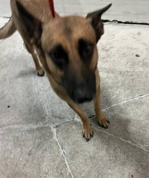 MARTHA -  German Shepherd Dog and Siberian Husky Dog Available for Adoption in Doral, Florida - MARTHA | PetCurious