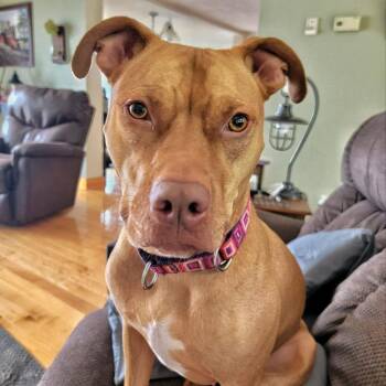 Greta Mae -  Labrador Retriever and Mixed Breed Dog for Adoption in Dover, New Hampshire - Greta Mae | PetCurious